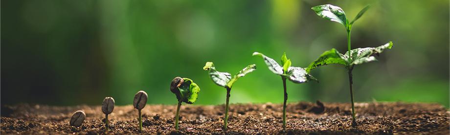 banner image for article showing the progression from seed to seedling